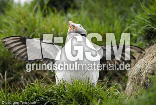 Papageitaucher (5 von 20).jpg